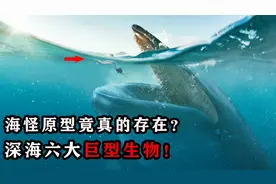 海怪的原型竟真的存在？深海六大巨型生物，蓝鲸真是最大的？视频封面