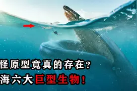 海怪的原型竟真的存在？深海六大巨型生物，蓝鲸真是最大的？视频封面