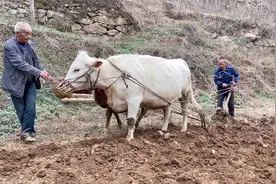 山里老兄弟俩牵牛犁地，牛是第一次下地，侧面两根细绳起了大作用视频封面