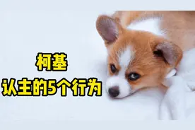 认你为主的柯基，会有这5个行为，全中的铲屎官很幸福！
