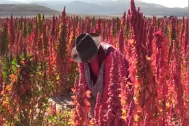 藜麦的一生｜现代农业种植和收获藜麦视频封面