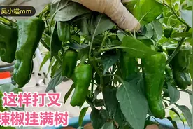楼顶种菜：青椒辣椒这样整枝打叉，枝叉超级发达，果实挂满满一树