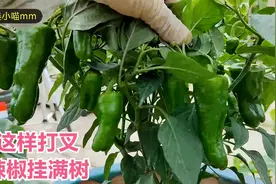 楼顶种菜：青椒辣椒这样整枝打叉，枝叉超级发达，果实挂满满一树