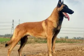 马犬火热，自身存在优势，被人追捧的新犬种也有劣势视频封面