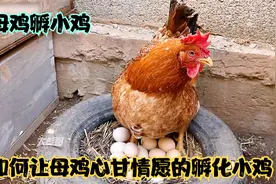 母鸡是如何孵化小鸡的，刚刚出生的小鸡好可爱，看完你学会了吗视频封面
