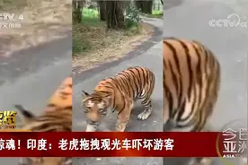 惊魂！印度老虎拖拽观光车吓坏游客视频封面