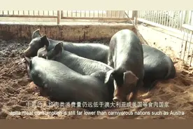 中国人为什么对猪肉如此痴迷！原因竟是因为这，猪肉对中国的影响视频封面
