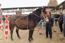 一千多斤重的大骡子，能下地干活还能骑，要价两万五，值不？视频封面