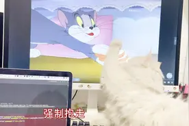 给家里的猫看《猫和老鼠》动画片，猫咪反应太激烈了，都制止不了