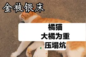 橘猫是个“大胖子”，不断膨胀的猫咪，红了千年视频封面