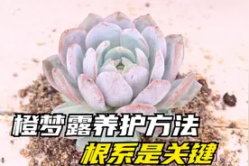 橙梦露多肉要这样养，土壤配比是关键，新手都能要出状态视频封面