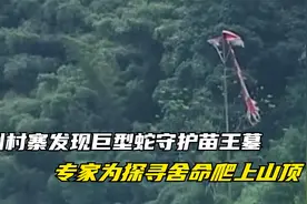 贵州村寨发现巨型蛇守护苗王墓，专家为探寻舍命爬上山顶