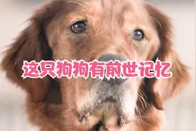 这时狗狗有前世记忆，他记得自己有个漂亮的妻子视频封面