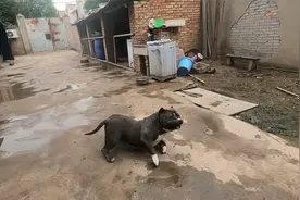 恶霸犬第一次见“大公鸡”，直接被吓哭，四肢僵硬无法动弹视频封面