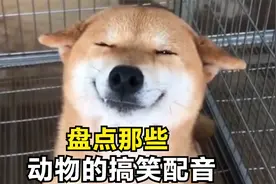 盘点那些动物的搞笑配音，一个比一个搞笑，毫无违和感！