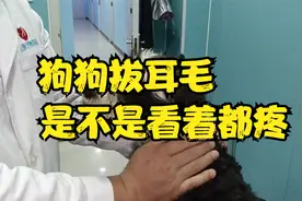 什么品种的狗狗需要拔耳毛？拔耳毛看着都疼？其实不是你想想的。视频封面