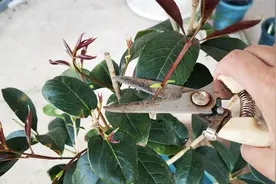 桂花长出来的新芽，为什么要剪掉？看完又学会一招！视频封面