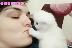 小奶猫捧着女主人的脸就亲，网友：这谁也顶不住