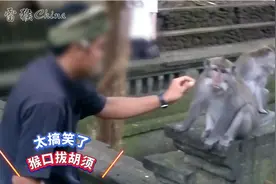 猴子什么时候受过这种待遇，胡须竟然被拔了，忍住别笑视频封面