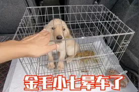 大喜开车400多公里送狗狗去北京，中途发现金毛小七晕车吐了一滩