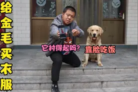天冷了金毛让小虎给它买衣服，就它相中的那一件，你们说好看吗？视频封面