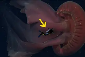世界上体型最大的海洋生物，巨型水母？人类在它面前只有蚂蚁大？视频封面