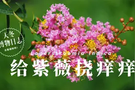 我给紫薇挠痒痒视频封面