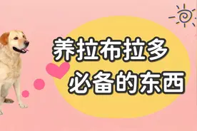 养拉布拉多必备的东西，这6类物品，请准备好