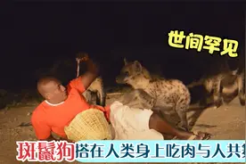 凶猛的斑鬣狗竟然闯入人类村庄，还与人一起拍照，发生了什么？视频封面