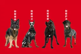 四种别墅护卫犬，管家 保姆 侍卫 护卫 全在岗！