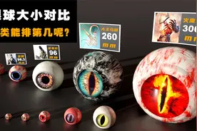 不同动物眼球大小对比，比人类头还大的眼睛你知道是谁的吗？视频封面