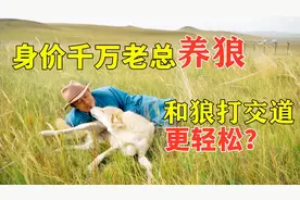 和狼在一起更轻松？身价千万老总为啥要养狼？视频封面