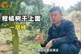 柑橘树干上一层绿，不是青苔，青苔不怕酸它怕酸视频封面