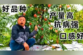 这两个品种是晚熟桃里的优秀品种，各方面都好无缺点，来了解下视频封面