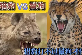 猎豹打不过鬣狗？看着食物被鬣狗抢走，猎豹恼羞成怒视频封面