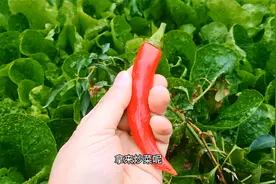 辣椒过冬难？修枝剪叶，只需一个塑料袋，一棵辣椒结五六年视频封面