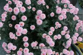 几乎一年四季都在开花的菊花品种，耐寒能力非常强，颜值也不错
