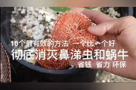 10个方法彻底消灭鼻涕虫和蜗牛，省钱，省力，环保