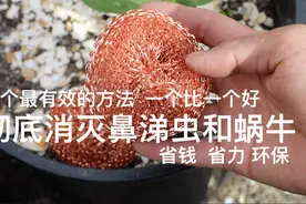 10个方法彻底消灭鼻涕虫和蜗牛，省钱，省力，环保视频封面