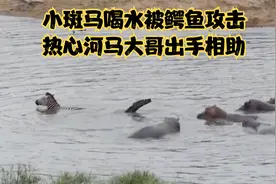 斑马就喝了一口水，就被鳄鱼咬断双腿， 河马看不下去出手相助！视频封面