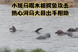 斑马就喝了一口水，就被鳄鱼咬断双腿， 河马看不下去出手相助！视频封面