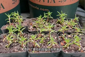 100%出芽率的太阳花播种教程，简单实用赶紧收藏，一般人不告诉他视频封面