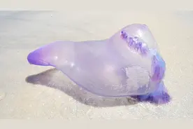 海边见到这种“塑料袋”，千万别犹豫立刻跑，碰一下可能命就没了