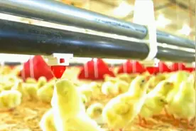 中国这个县是亚洲最大养鸡场，将5亿只鸡粪便创新利用，多国效仿视频封面