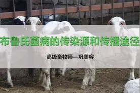 布鲁氏菌病的传染源和传播途径！你知道吗？很重要！都看看视频封面