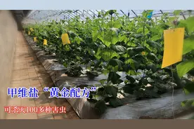 甲维盐的黄金配方，可有效杀灭100多种害虫，喷药1次管30天