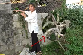 农村最不起眼的药材，有很大作用，它就是"田七“，你们见过吗？视频封面