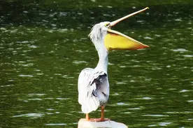 原来这种鸟叫鹈鹕，捕食的时候嘴巴就像个大口袋，比鸬鹚还厉害！