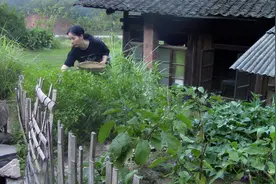 女子幽居湖南苗山，回到从前车马慢的生活，自耕自种自给自足视频封面
