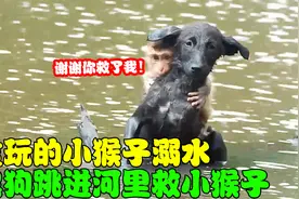 贪玩的小猴子不幸落水，黑狗跳进河里，救了小猴子一命！视频封面
